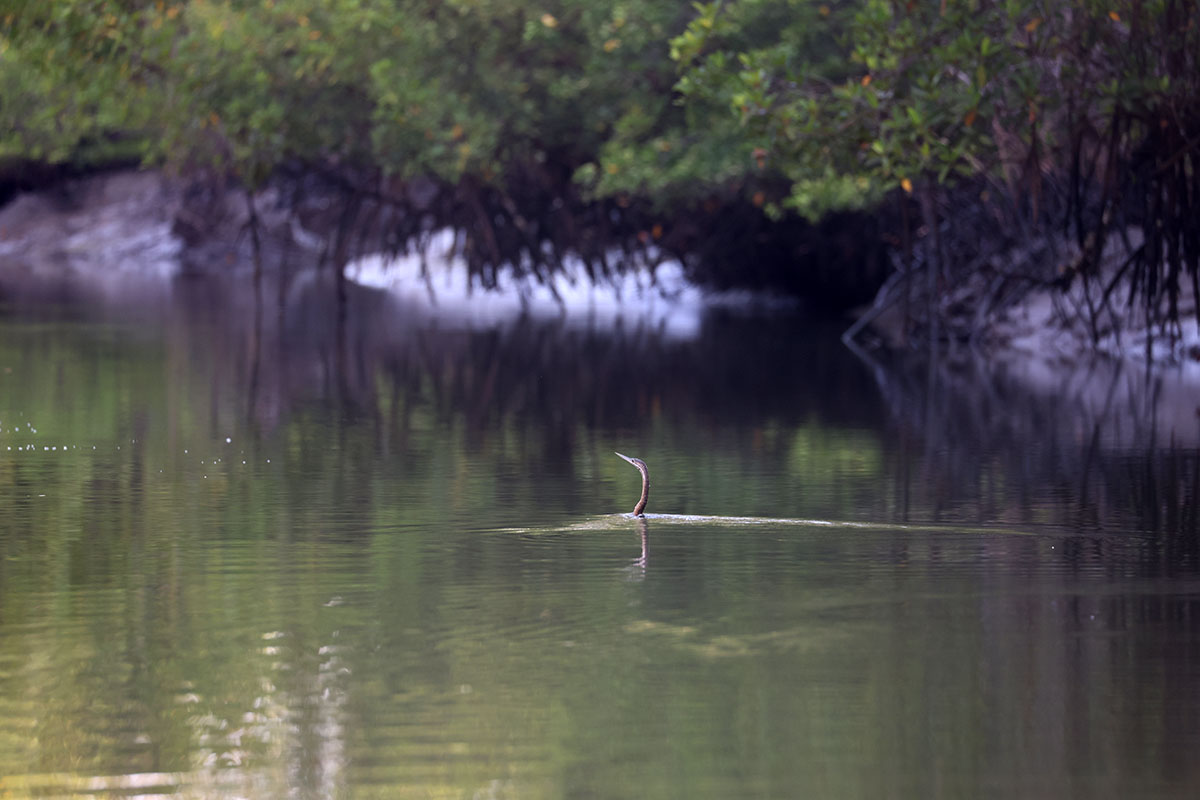 African darter